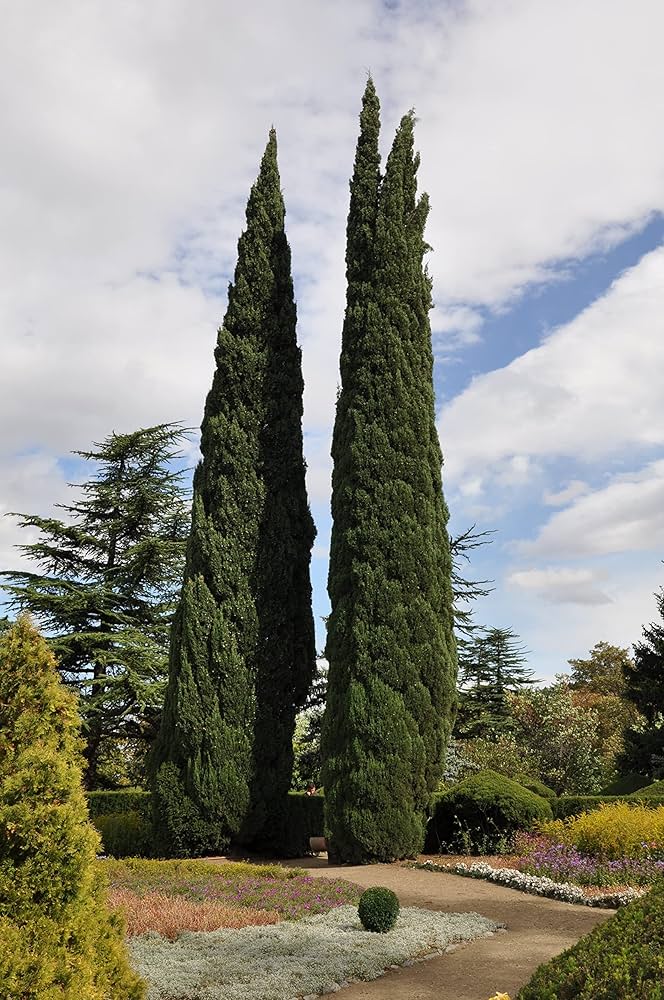 Cipresso Orizzontale – 10 Semi, Allargato, Parco, Rustico, Facile da Coltivare, Alta Germinabilità, Non-GMO