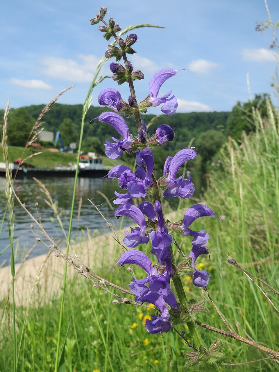 Salvia dei Prati – 10 Semi, Fiori Viola, Rustica, Campo, Facile da Coltivare, Alta Germinabilità, Non-GMO
