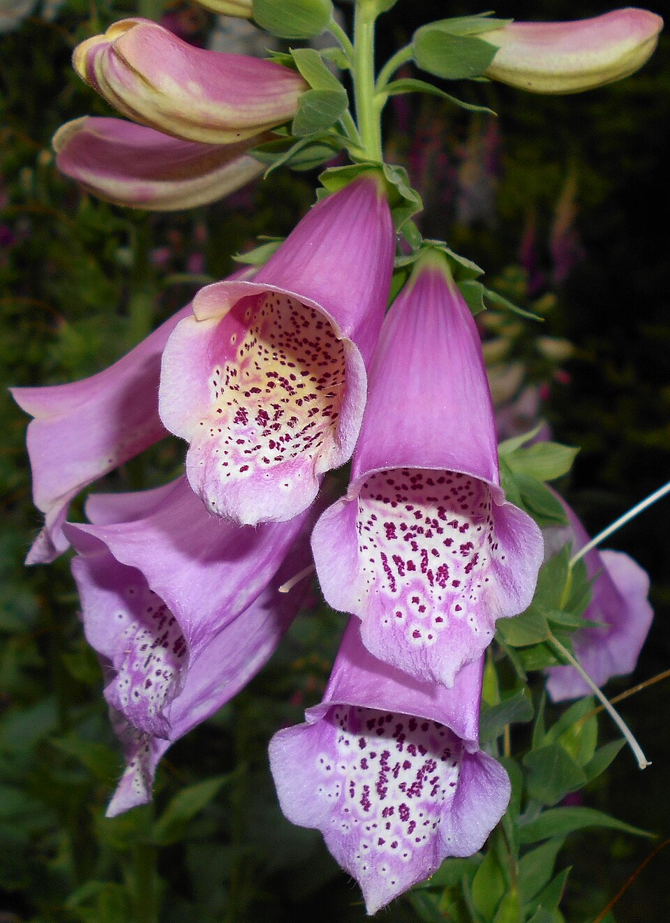 Digitale Purpurea - 1000 Semi, Fiori a Campanula, Bosco, Ombra, Facile da Coltivare, Alta Germinabilità, Non-GMO