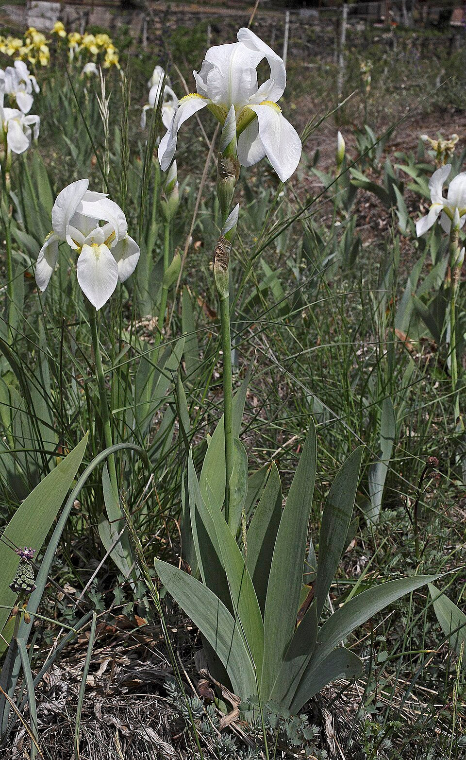 20 Semi di Iris fiorentina Iris florentina – Semi Freschi, Alta Germinabilità, No-GMO
