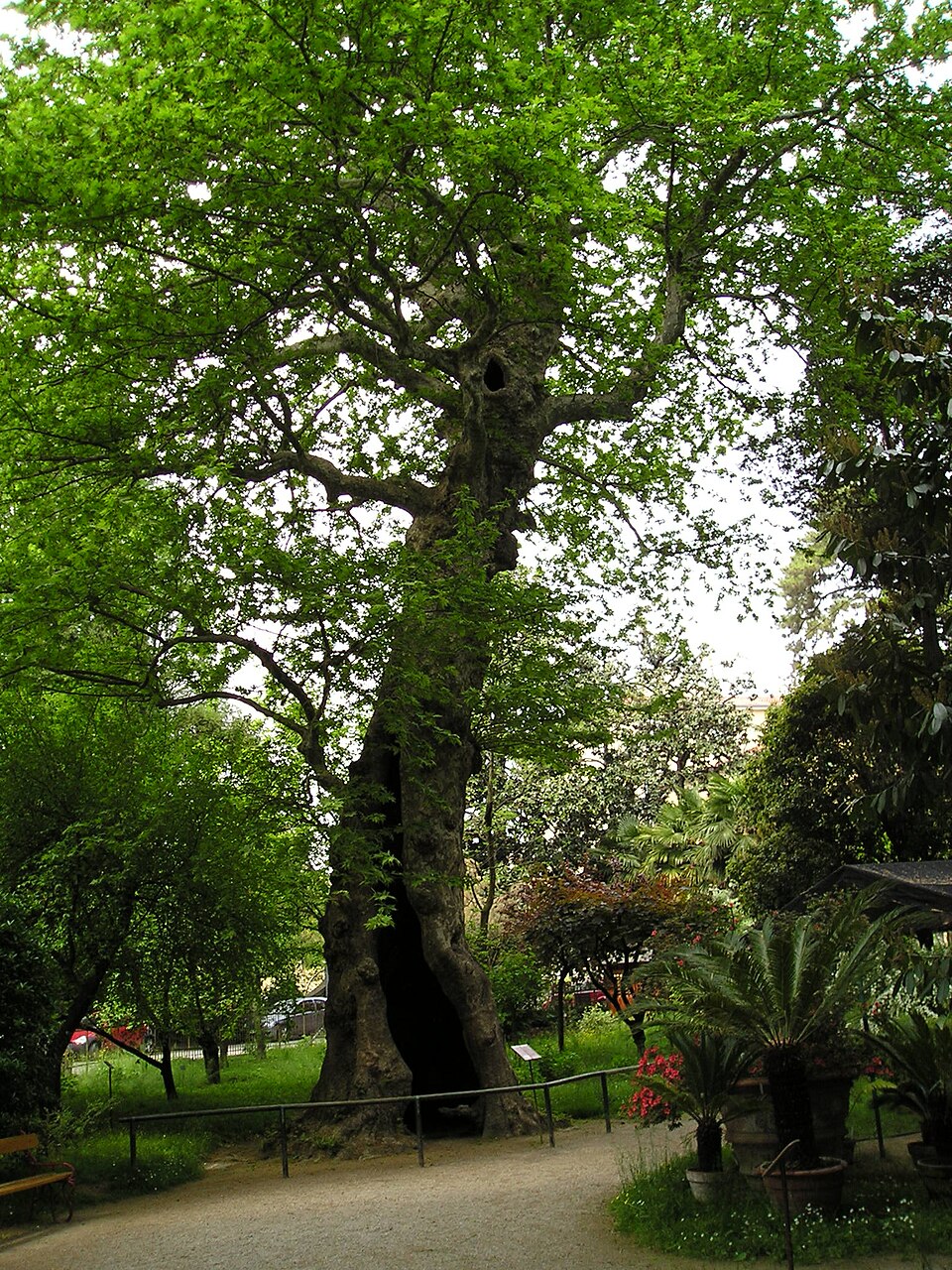 Platano Orientale – 10 Semi, Platanus Orientalis, Monumentale, Longevo, Facile da Coltivare, Alta Germinabilità, Non-GMO