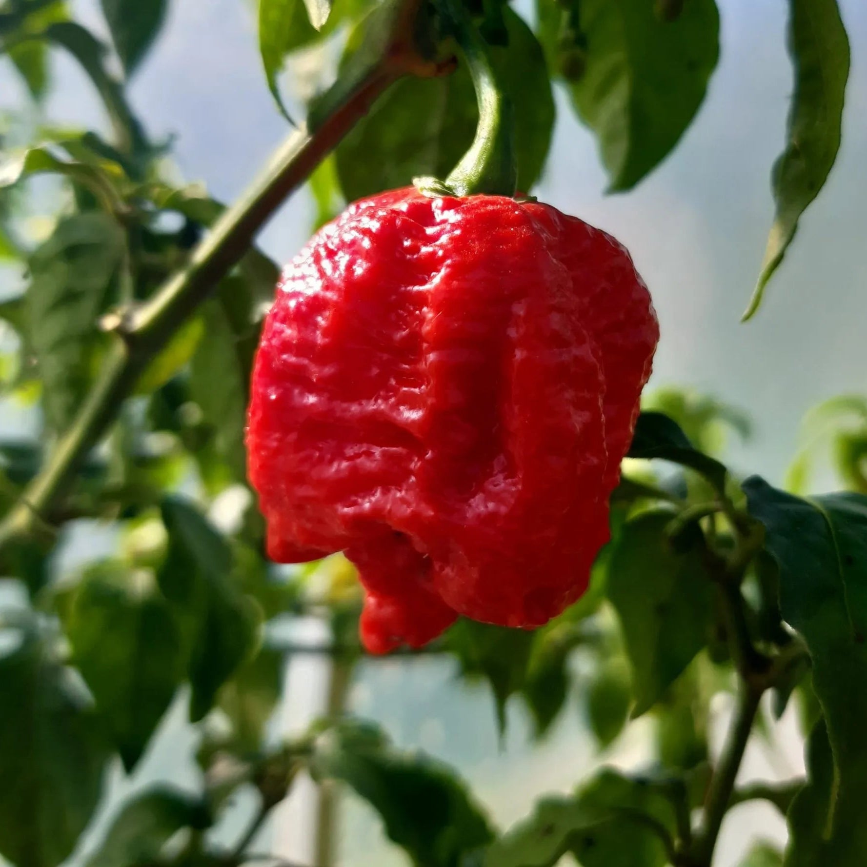 7 Pod Peperoncino – 25 Semi – 7 Pod, Peperoncino Estremo, Super Piccante, Sapore Intenso, Per Salse Ardenti