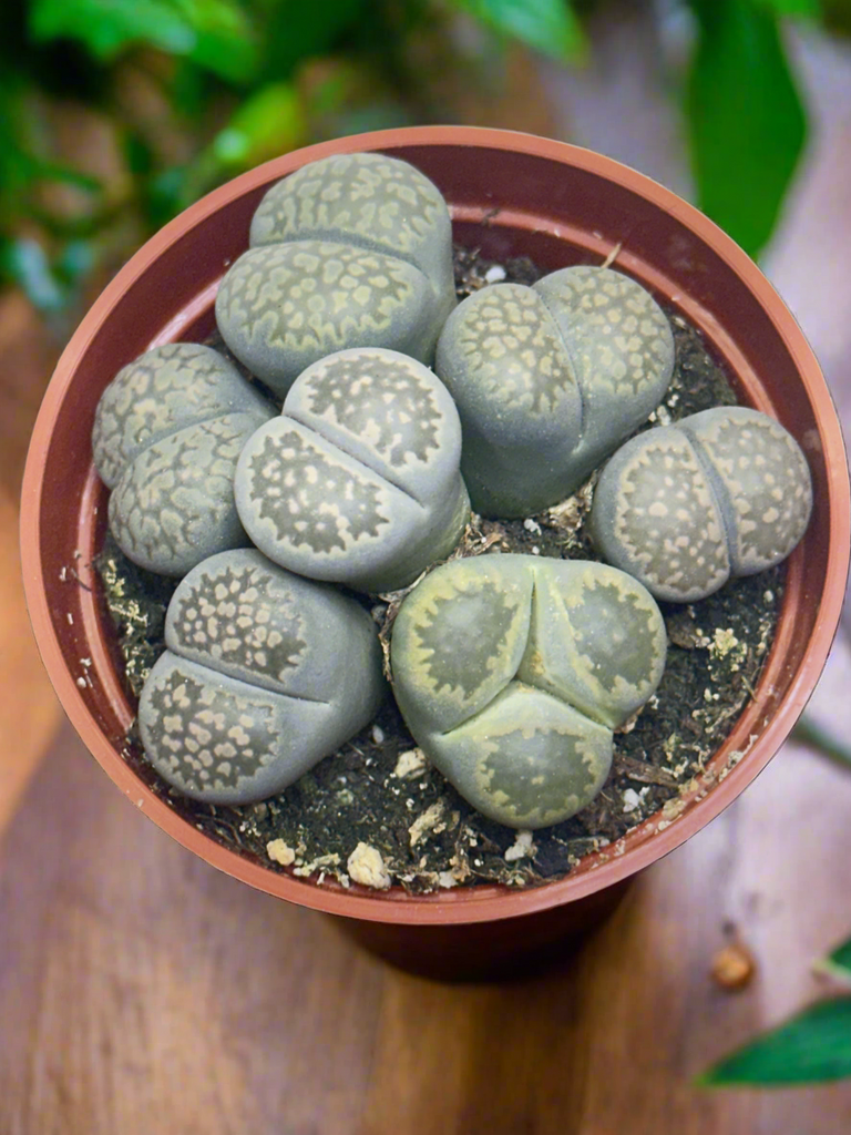 Lithops salicola - 10 Semi – Alta Germinabilità, Varietà Selezionata, Non-GMO