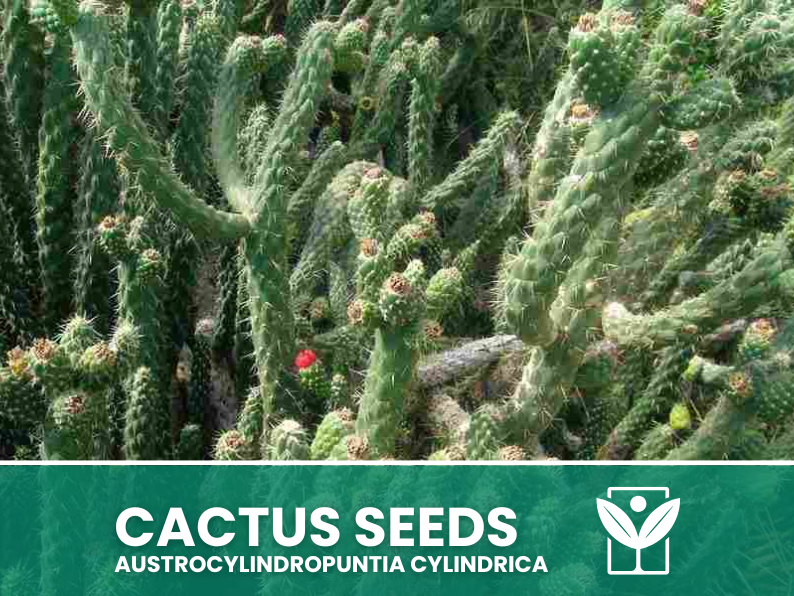 Austrocylindropuntia Cylindrica – 10 Semi – Cactus Seeds, Pianta Succulenta, Cactaceae, Fiore, Alta Germinabilità - Botanis - Vendita semi online di piante rare