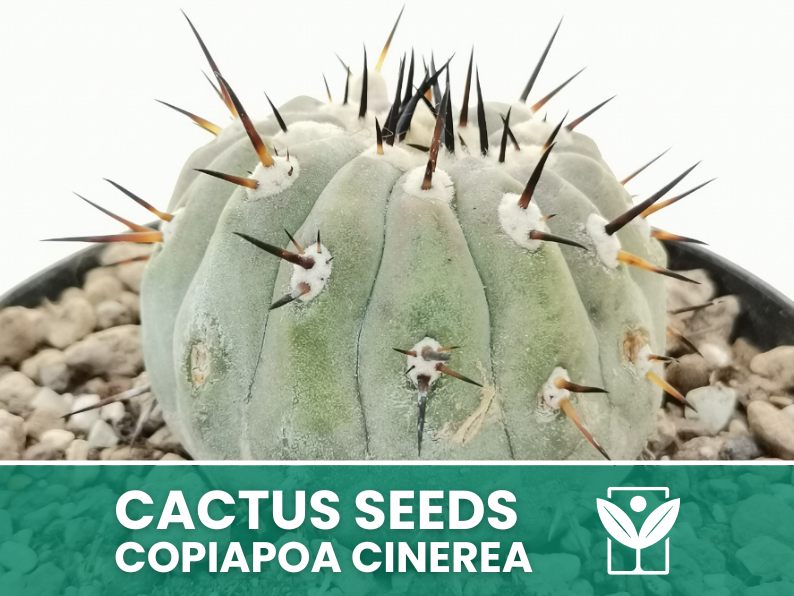 Copiapoa Cinerea – 10 Semi – Cactus Seeds, Pianta Succulenta, Cactaceae, Fiore, Alta Germinabilità - Botanis - Vendita semi online di piante rare