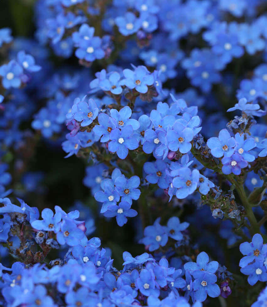 Anclusa Blue Angel – 30 Semi, Blu Intenso, Nano, Bordure, Facile da Coltivare, Alta Germinabilità, Non-GMO