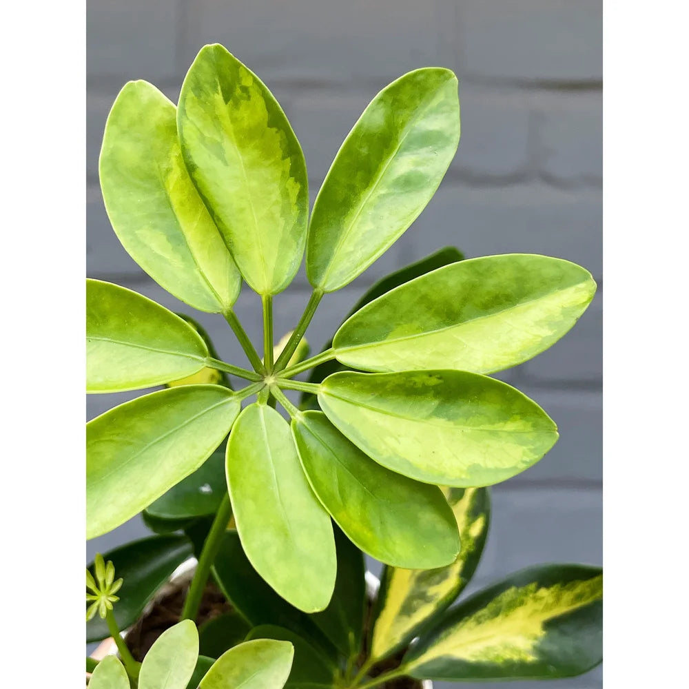 Schefflera arboricola Gold Capella – 40 Semi, Foglie Giallo-Verdi, Ombra, Casa, Facile da Coltivare, Alta Germinabilità, Non-GMO