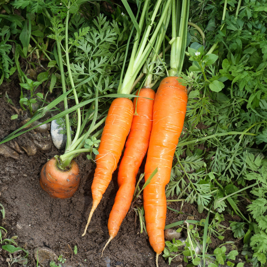 Carota Bianca Neve – 50 Semi, Colore Candido, Sapore Delicato, Gourmet, Facile da Coltivare, Alta Germinabilità, Non-GMO