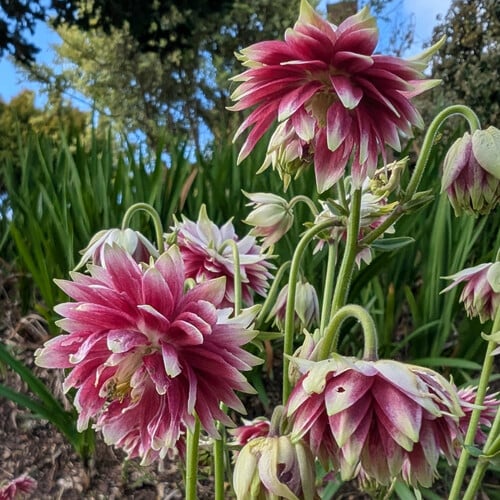 Aquilegia Nora Barlow – 30 Semi, Rosa e Bianco, Doppia, Elegante, Facile da Coltivare, Alta Germinabilità, Non-GMO
