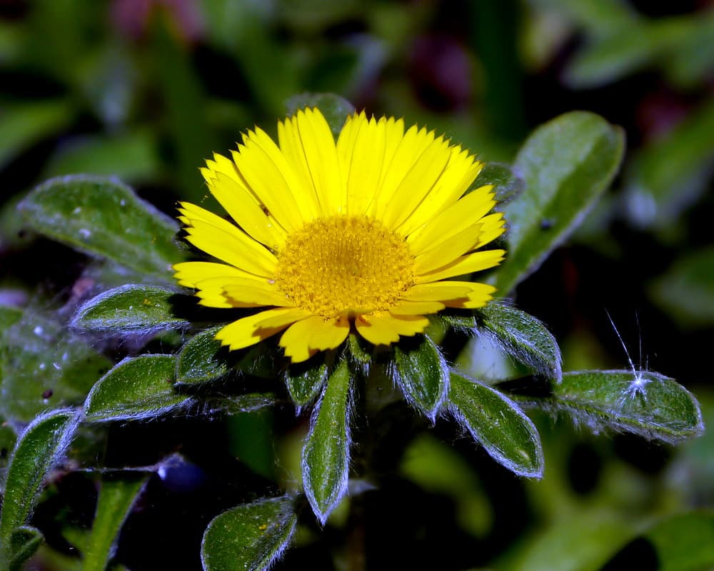 Asterisco Marittimo – 10 Semi, Giallo, Roccioso, Bordura, Facile da Coltivare, Alta Germinabilità, Non-GMO