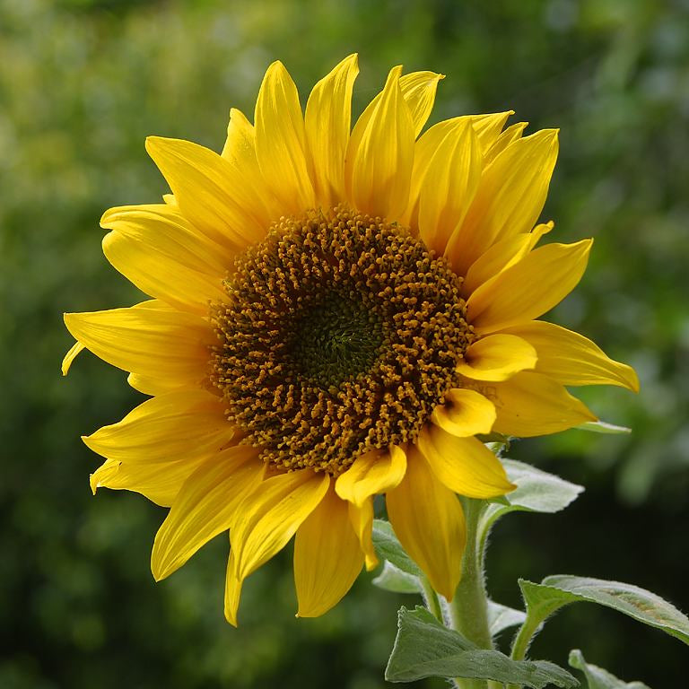 Girasole Helianthus annuus – 30 semi – Per olio e seme, rustico, alta resa, facile da coltivare