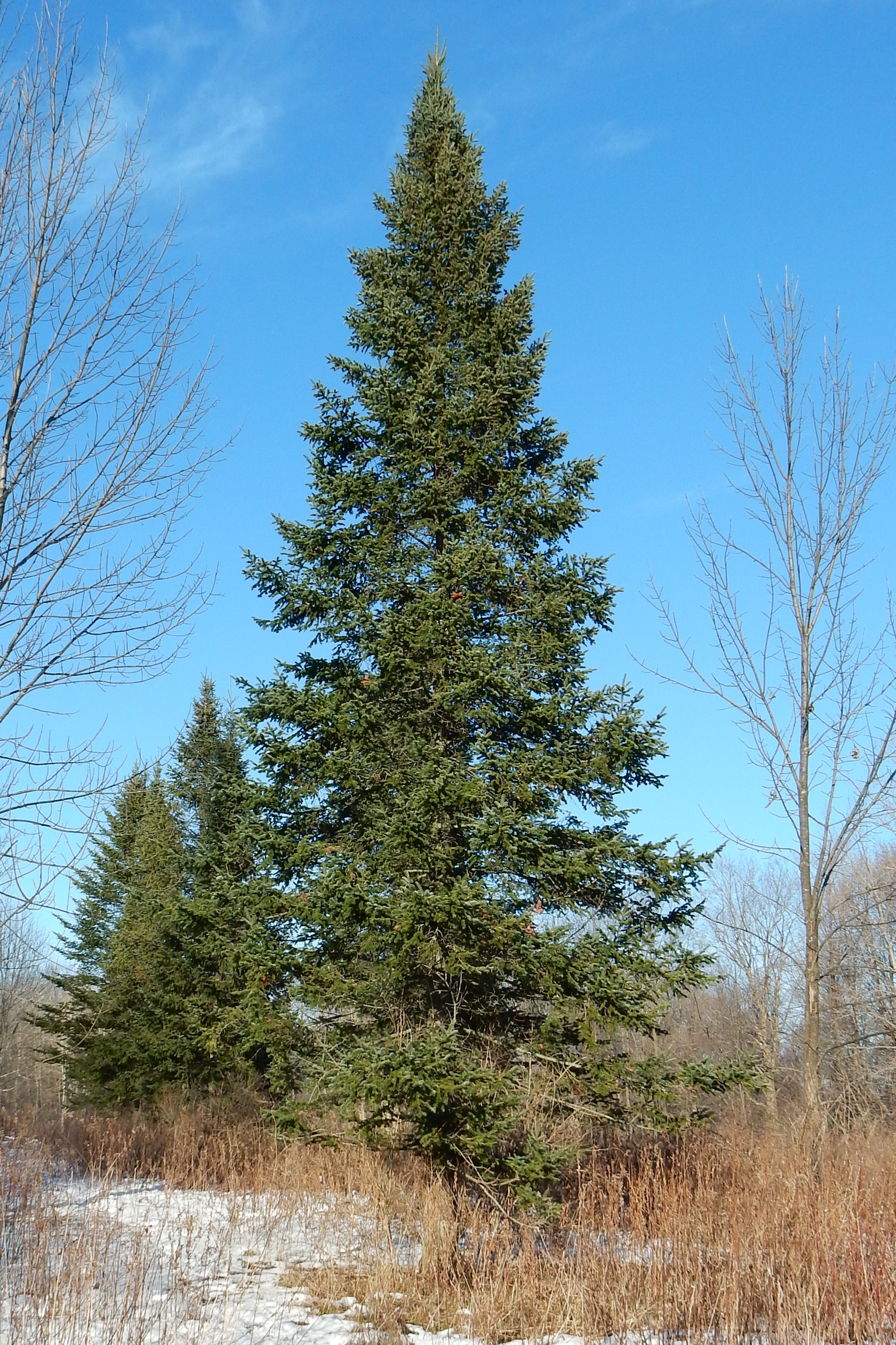 10 Semi di Abies Balsamea - Semi Freschi, Alta Germinabilità, No-GMO