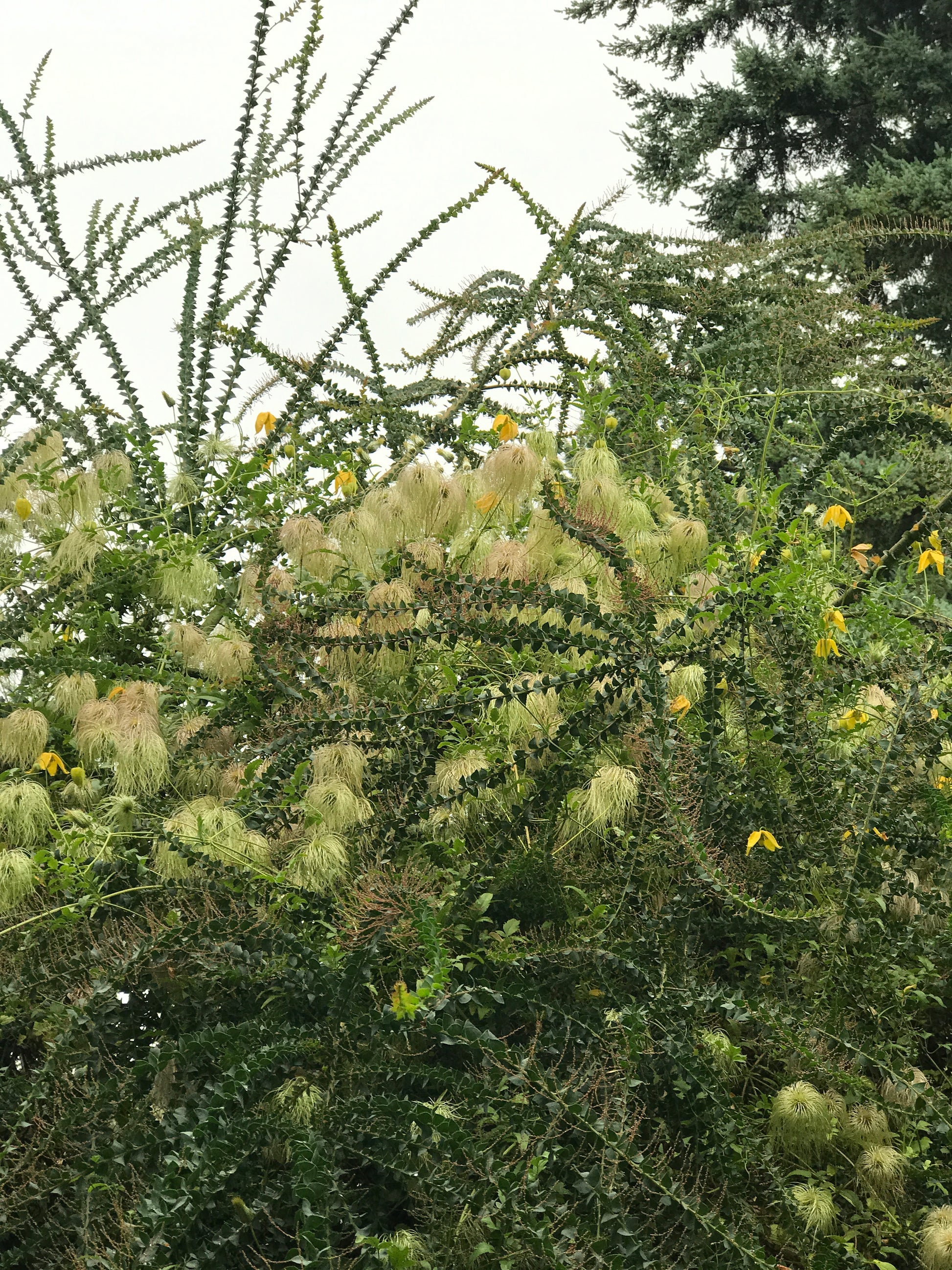 10 Semi di Acacia Pravissima - Semi Freschi, Alta Germinabilità, No-GMO