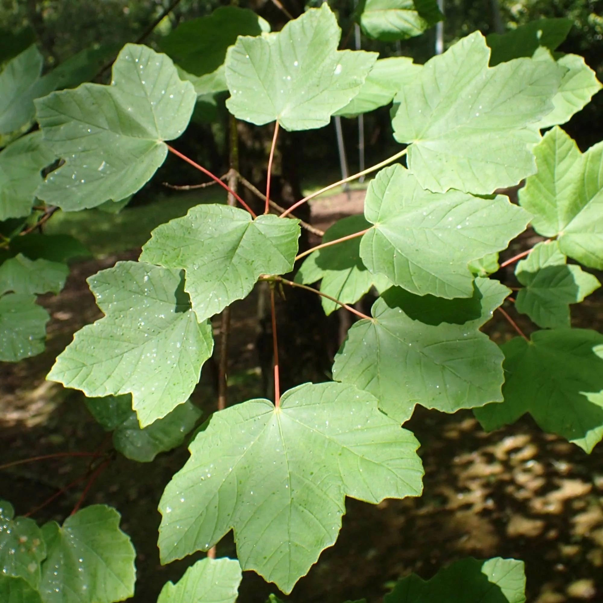 Acero Opalo – 10 Semi, Rustico, Decorativo, Giardino, Facile da Coltivare, Alta Germinabilità, Non-GMO