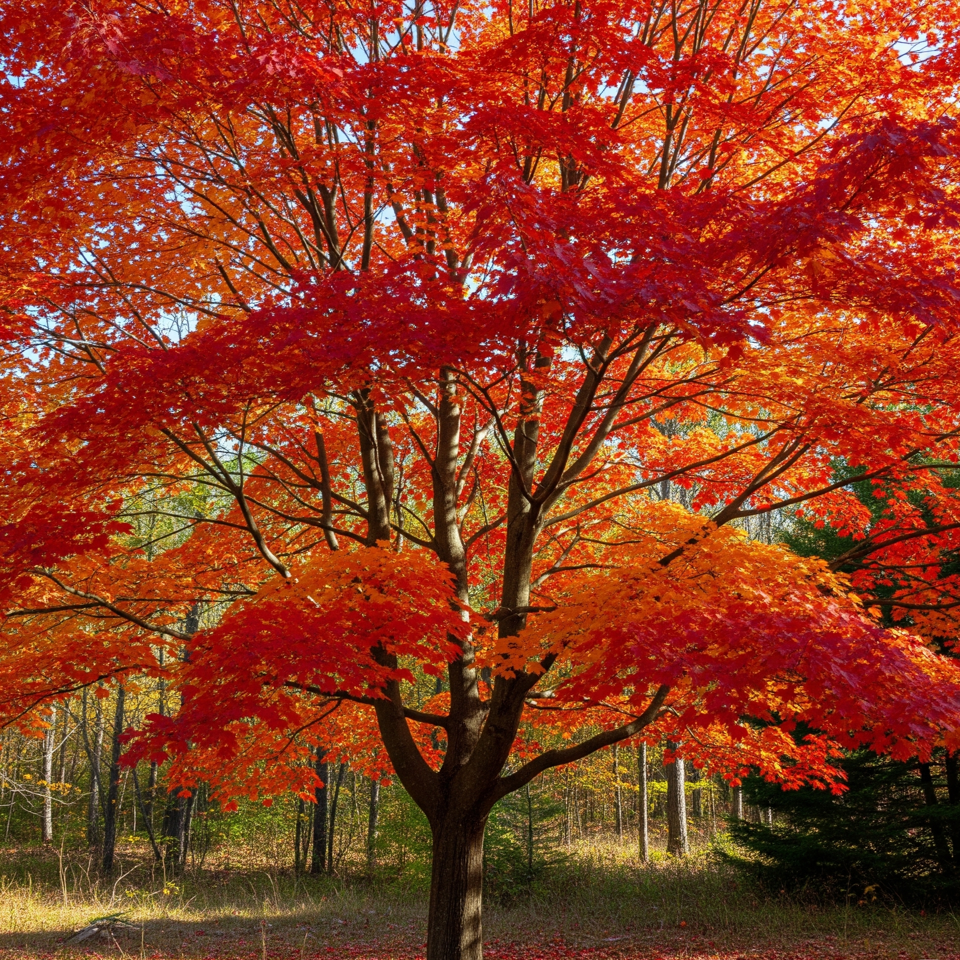 Acer Rubrum – 10 Semi – Acero Rosso, Rare, Alta Qualità, Pianta Ornamentale, Ideale per Giardino, Non-GMO