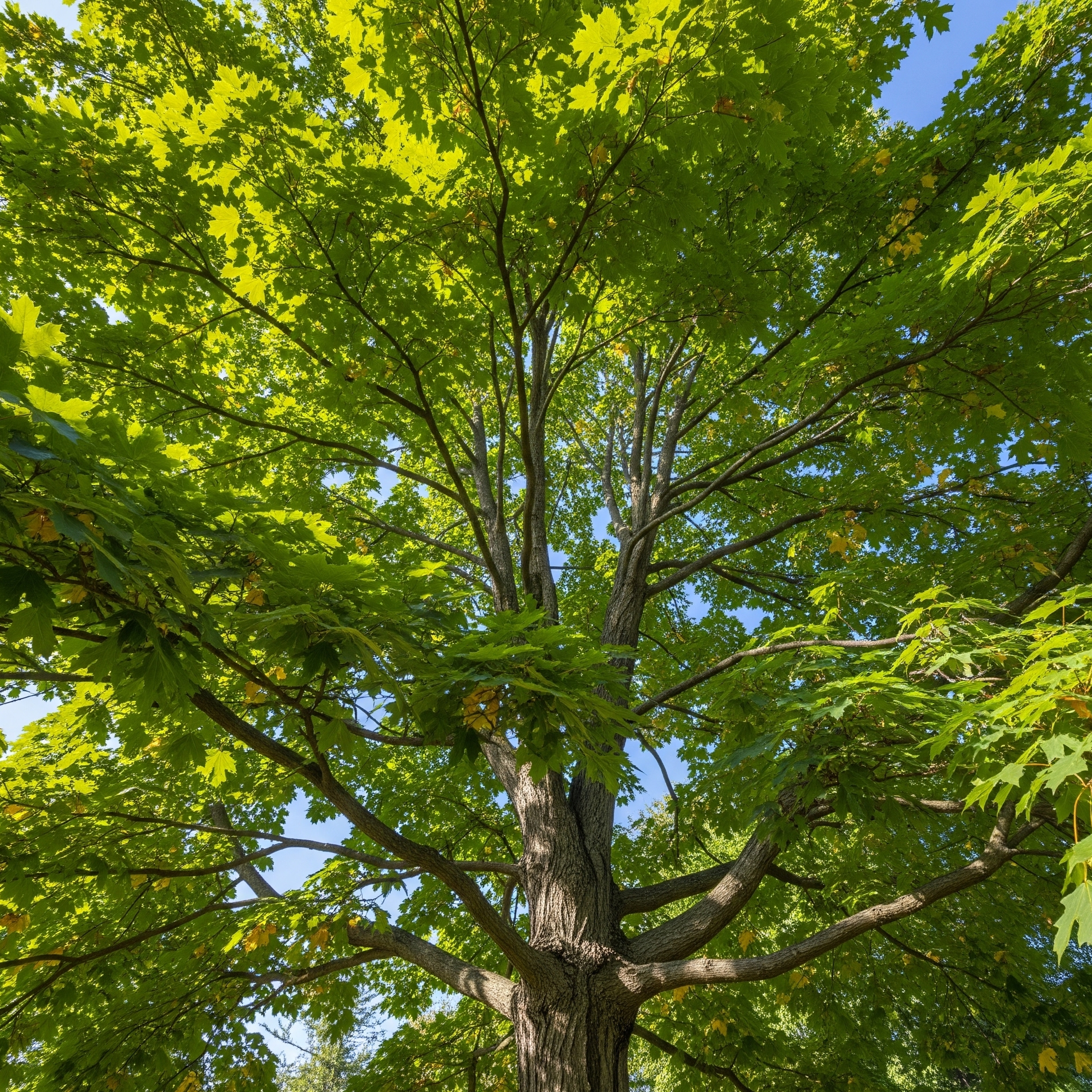 Acero Campestre – 10 Semi – Albero Raro, Ornamentale, Alta Qualità