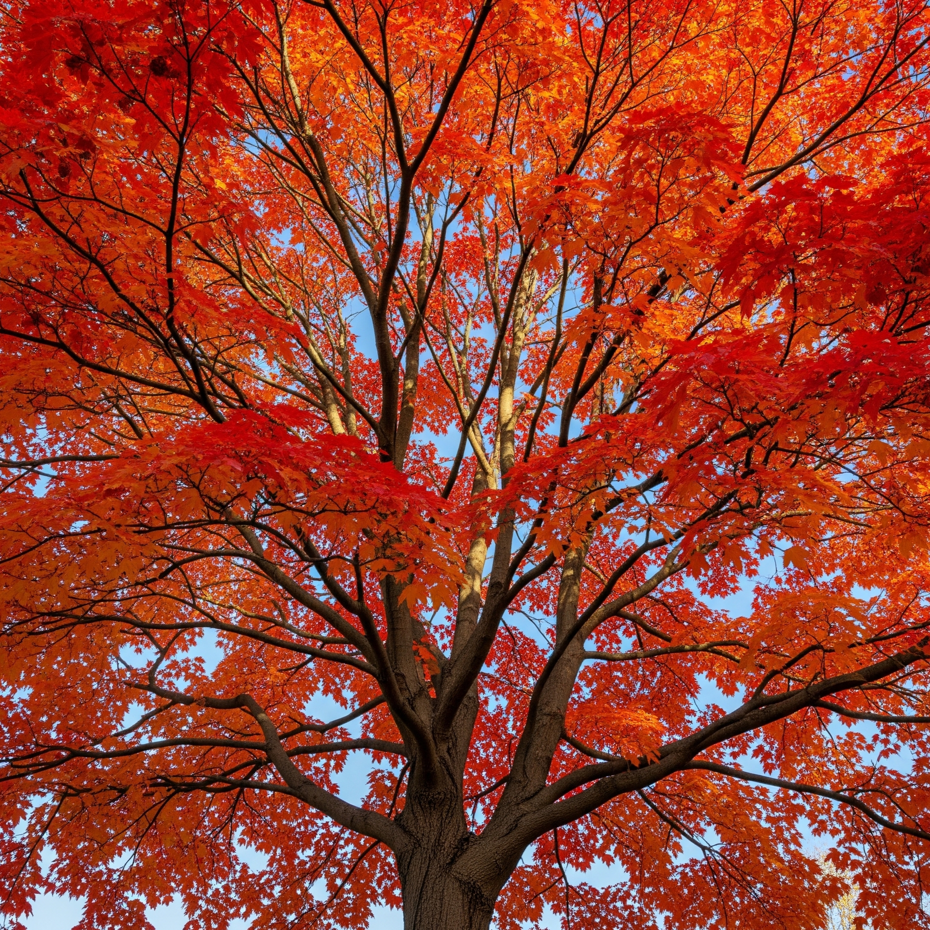Acero Canadese – 10 Semi – Foglie Rosse Autunnali, Sciroppo di Acero, Albero Grande, Alta Qualità