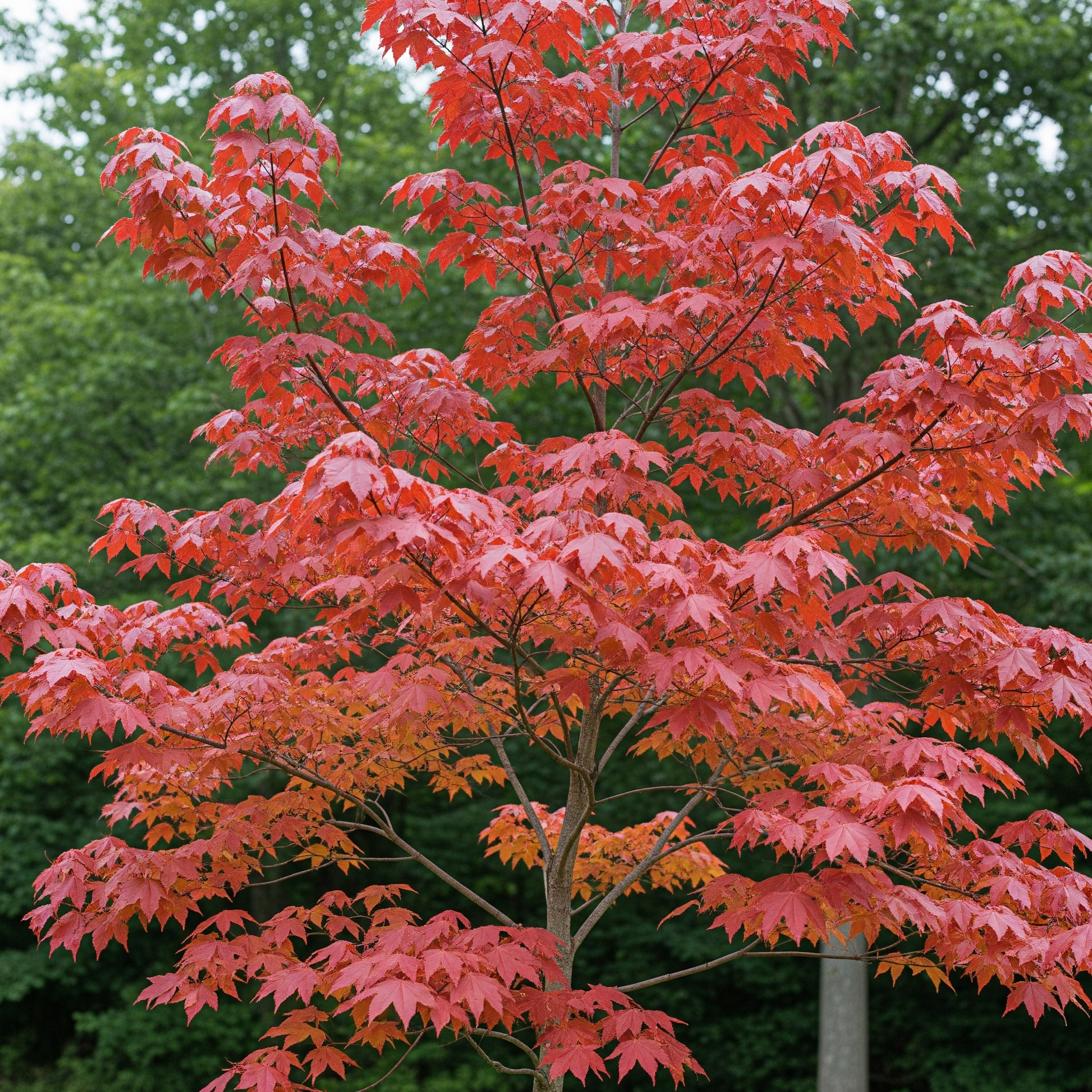 Acero Ginnala – 10 Semi – Foglie Colore Autunnale Brillante, Piccolo Albero o Grande Arbusto, Resistente, Alta Qualità