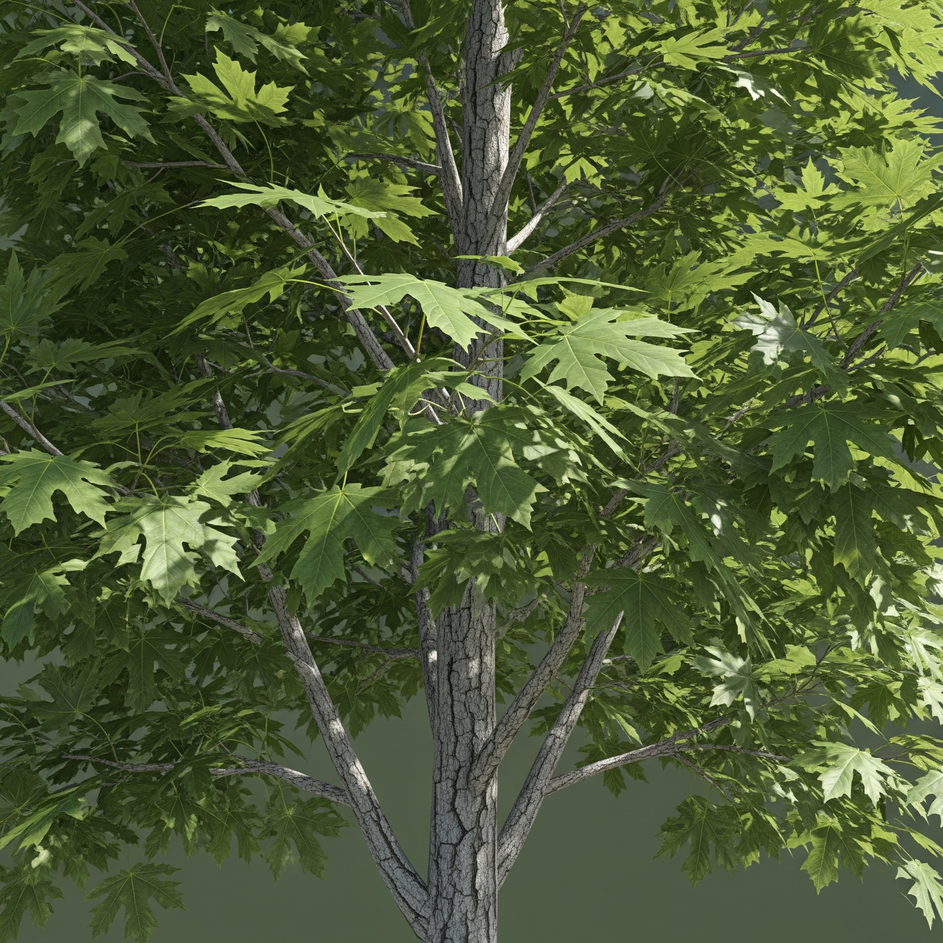 Acero Negundo – 10 Semi – Crescita Rapida, Albero Ornamentale, Foglie Compostee, Adatto a Diversi Terreni, Alta Qualità
