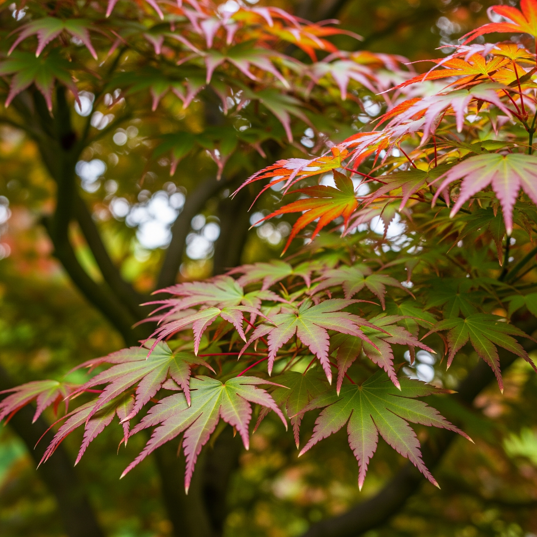 Acero Tridente – 10 Semi – Acer Buergerianum Raro, Foglie Decorative, Alta Qualità, Ideale per Bonsai e Giardino, Non-GMO