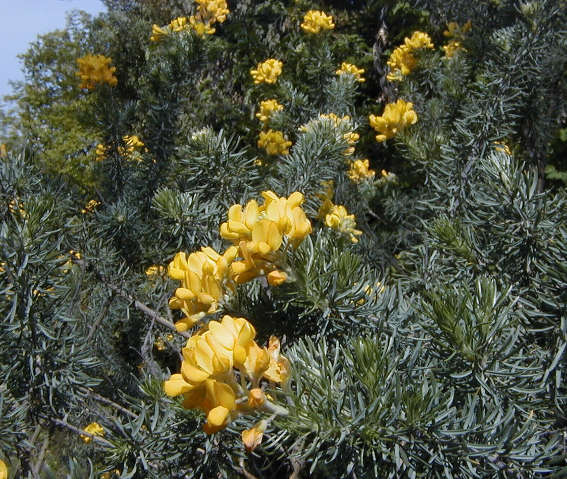 Adenocarpus Decorticans – 10 Semi, Fioritura Gialla, Arbusto, Facile da Coltivare, Alta Germinabilità, Non-GMO