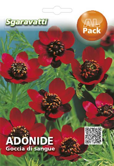 Adonide Goccia di Sangue – 10 Semi, Fiore Rosso Brillante, Fioritura Precoce, Bordure e Rocce, Facile da Coltivare, Alta Germinabilità, Non-GMO