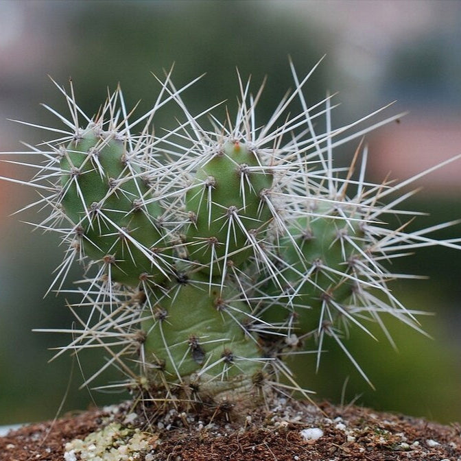 Airampoa Armata – 10 Semi – Cactus Seeds, Pianta Succulenta, Cactaceae, Fiore, Alta Germinabilità