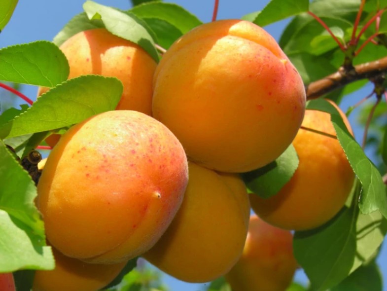 Albicocco Reale d'Imola – 10 Semi, Sapore Dolce-Acidulo, Varietà Semi-Spicca, Maturazione Fine Giugno, Facile da Coltivare, Non-GMO