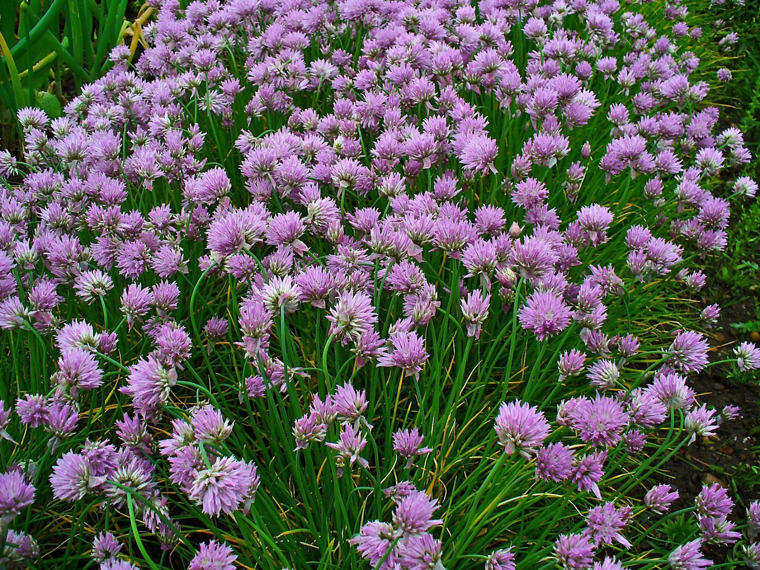 10 Semi di Allium Schoenoprasum - Semi Freschi, Alta Germinabilità, No-GMO