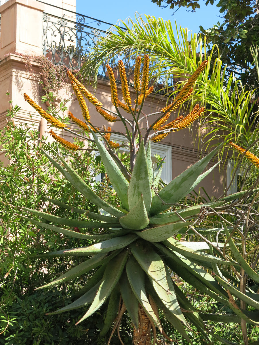 10 Semi di Aloe Marlothii Subsp. Marlothii - Semi Freschi, Alta Germinabilità, No-GMO