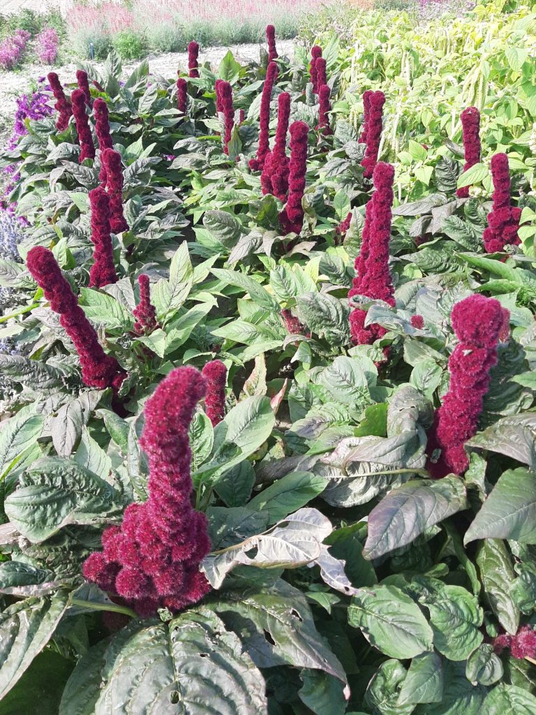 Amaranto Tower Red – 30 Semi, Rosso Scarlatto, Spighe, Giardino, Facile da Coltivare, Alta Germinabilità, Non-GMO