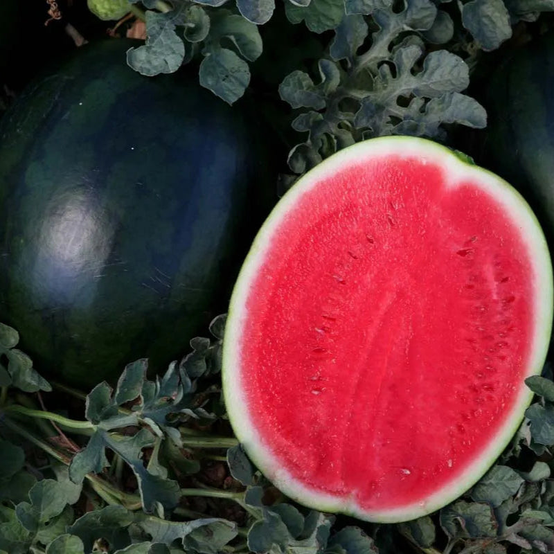 Anguria Sugar Baby Rara – 30 Semi – Gigante, Alta Germinabilità, Sapore Dolce Intenso, Frutto Compatto
