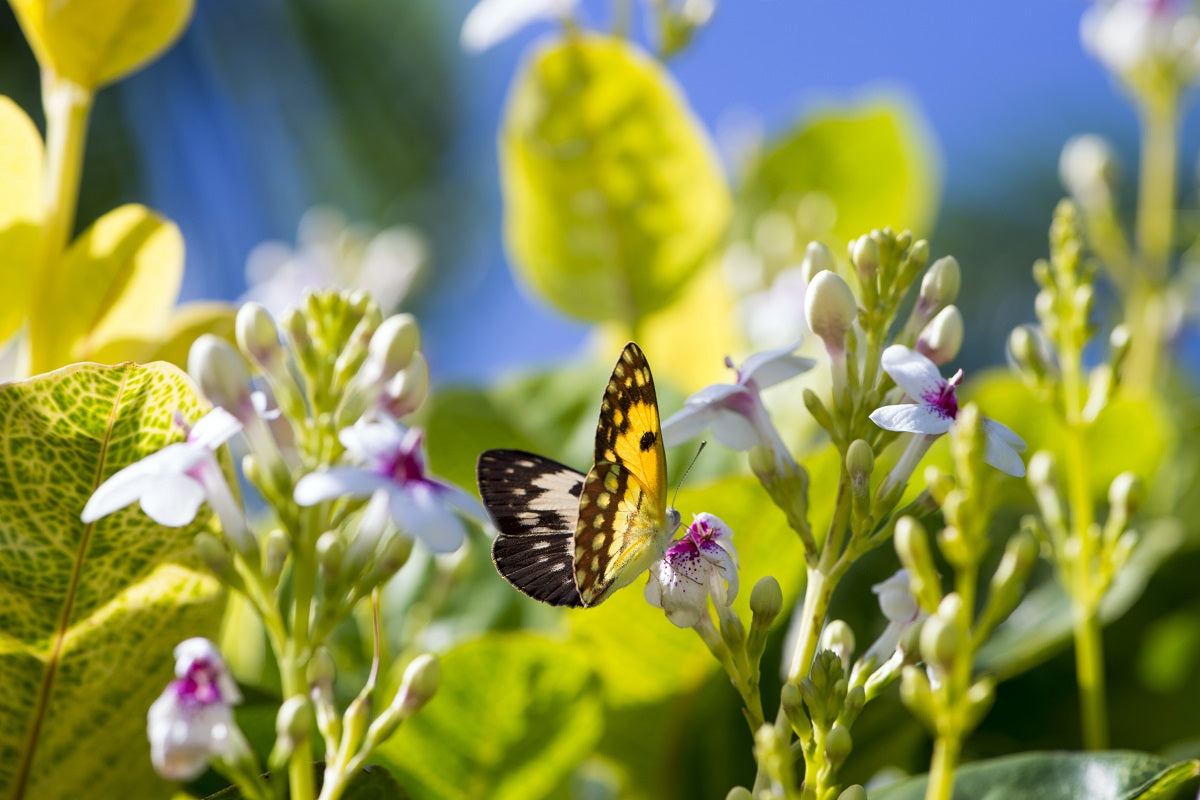 Albaida – 10 Semi, Fioritura Estiva, Mediterraneo, Giardino, Facile da Coltivare, Alta Germinabilità, Non-GMO