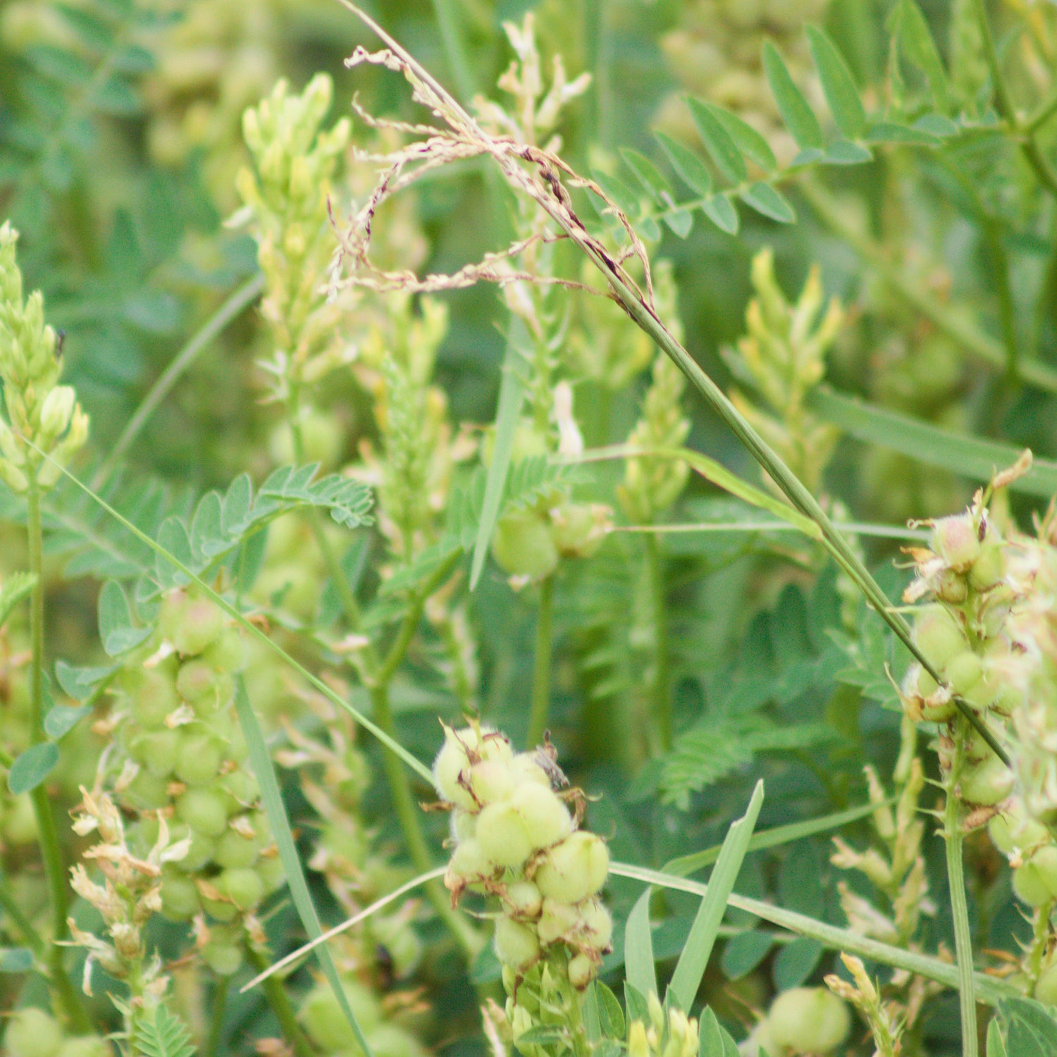Astragalus Lusitanicus – 10 Semi, Insetti Utili, Campo, Raro, Facile da Coltivare, Alta Germinabilità, Non-GMO
