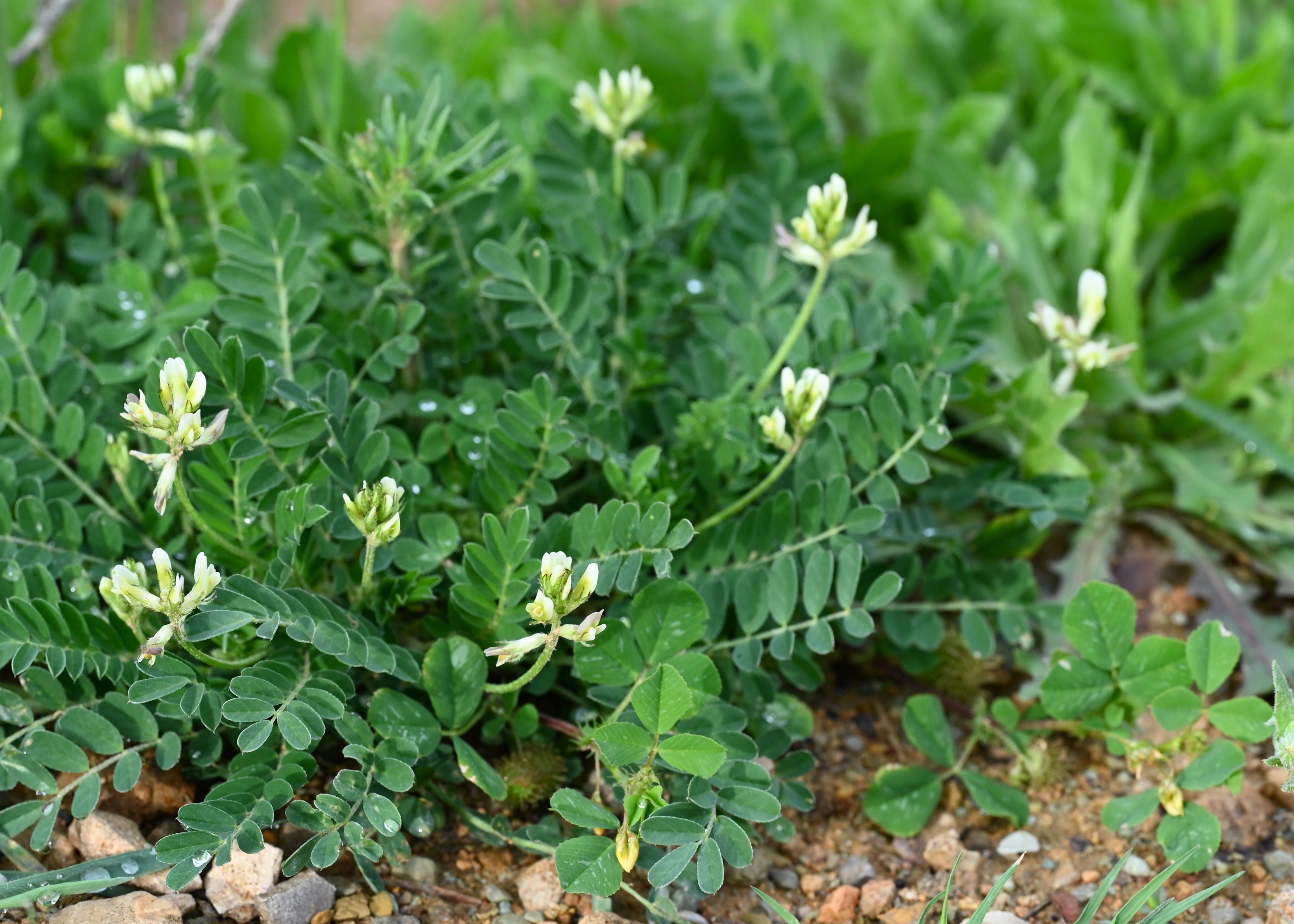 Astragalus Hamosus – 10 Semi, Leguminosa, Insetti, Campo, Facile da Coltivare, Alta Germinabilità, Non-GMO