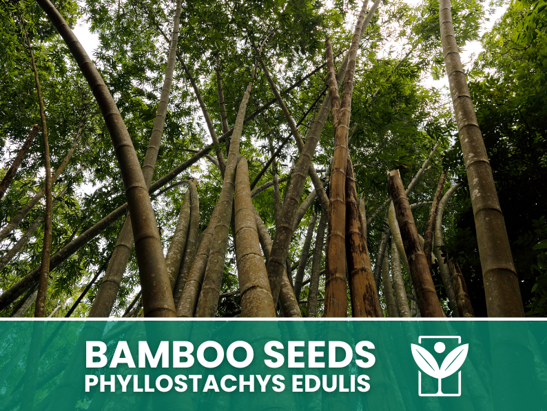 Bambù Gigante – 10 Semi – Giant Bamboo Phyllostachys Edulis Seeds, Raro, Crescita Vigorosa, Non-GMO - Botanis - Vendita semi online di piante rare
