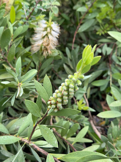 Callistemon White Anzac – 10 Semi, Bianco Puro, Resistente Salsedine, Mare, Facile da Coltivare, Alta Germinabilità, Non-GMO