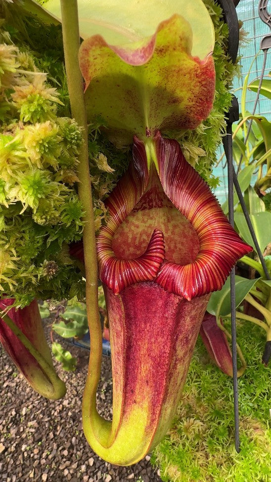 Nepenthes Maxima – 10 Seeds – Carnivorous Plant, Large Urns, Rare, Ideal for Collectors