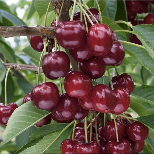 Ciliegio Bigarreau Burlat – 10 Semi, Colore Rosso Vinaccia, Maturazione Fine Maggio, Produttivo, Facile da Coltivare, Non-GMO