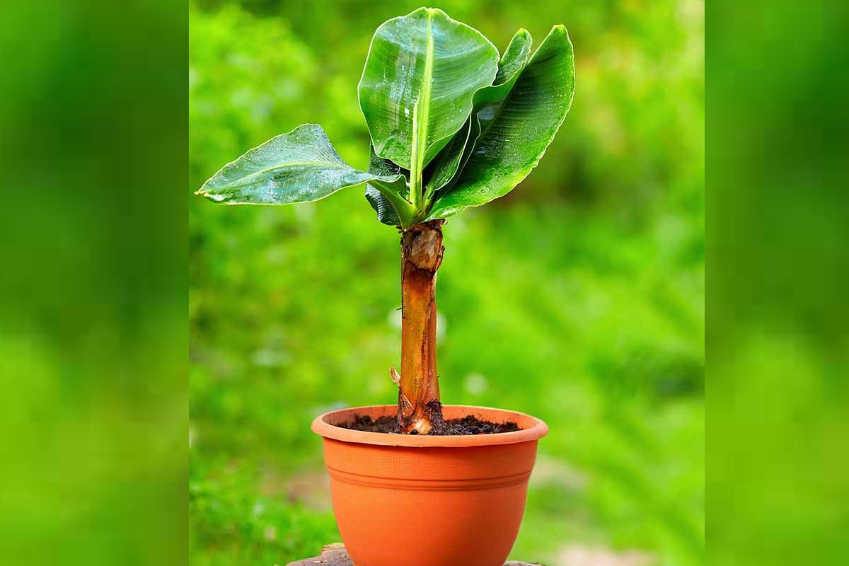 Platano Tremonia – 10 Semi, Portamento Colonnare, Salva Spazio, Viali, Facile da Coltivare, Alta Germinabilità, Non-GMO