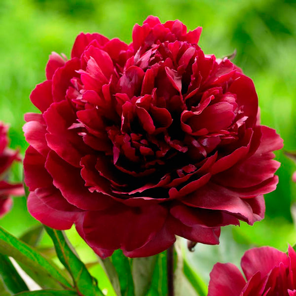 Peonia Black Beauty – 5 Semi – Fiore Scuro, Colore Profondo, Profumo Intenso, Ideale per Giardino Elegante