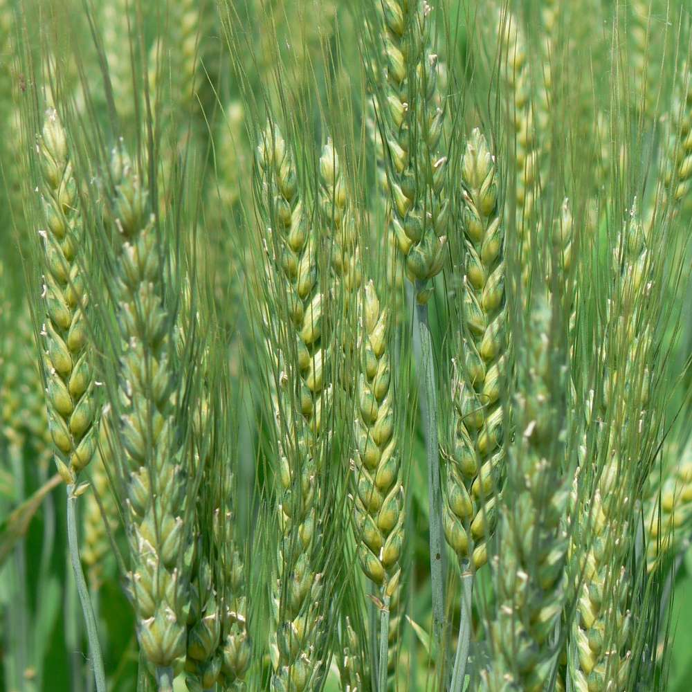 80 Semi di Frumento Tenero Mara – Semi Freschi, Alta Germinabilità, No-GMO