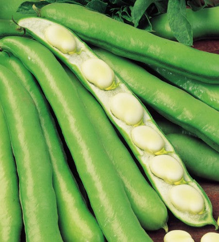 Fava Extra Precoce Bianco – 20 Semi, Grano Bianco, Gusto Dolce, Orto, Facile da Coltivare, Alta Germinabilità, Non-GMO