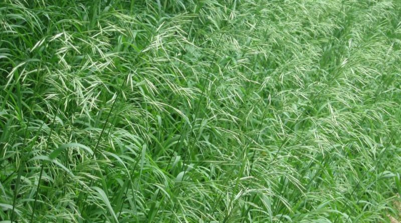 Bromus Inermis – 10 Semi, Graminacea, Prato, Agricoltura, Facile da Coltivare, Alta Germinabilità, Non-GMO