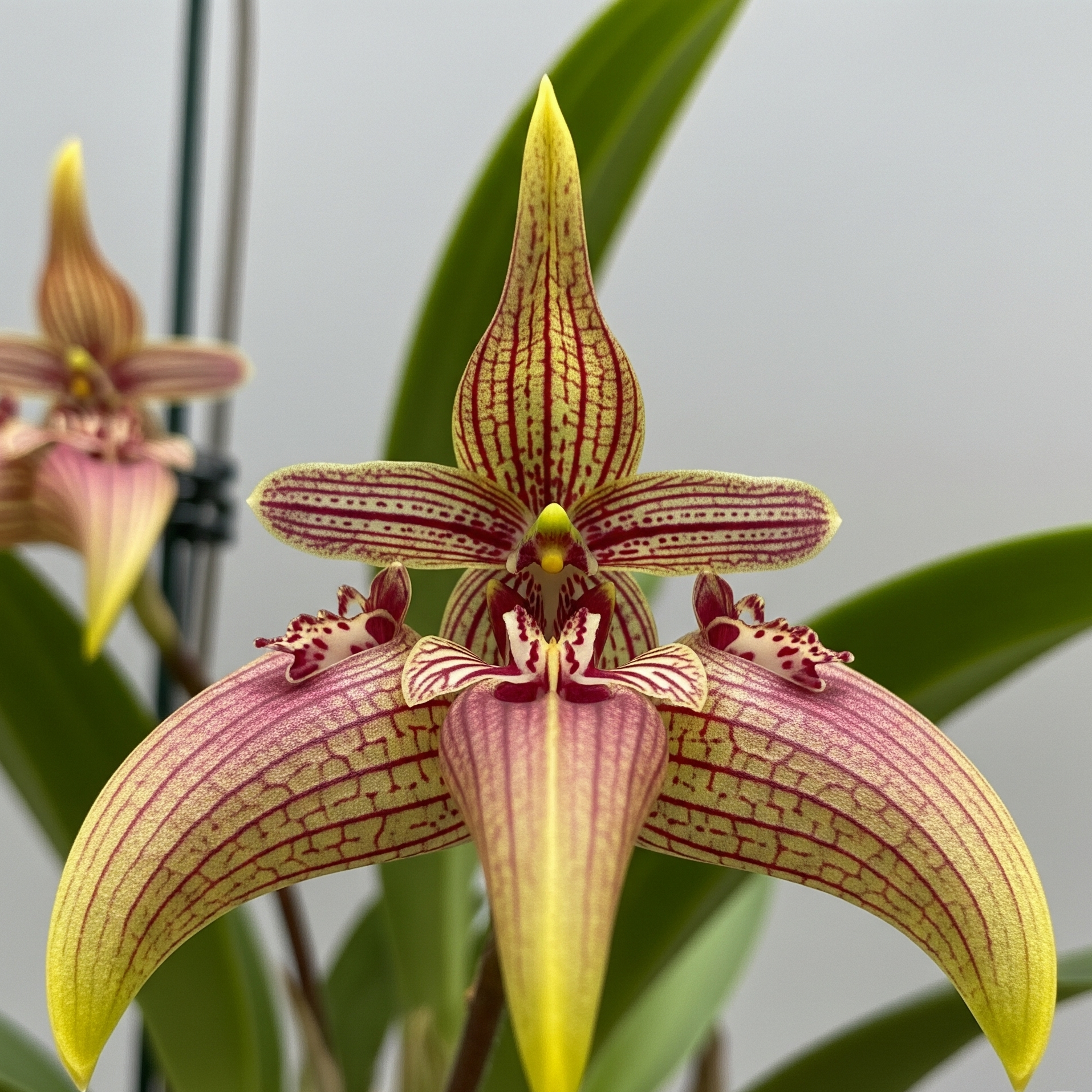 Bulbophyllum Orchidea – 10 Semi – Orchidea Rara, Fiore Esotico, Alta Qualità
