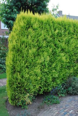 Cipresso di Lawson – 10 Semi, Siepe, Ornamentale, Giardino, Facile da Coltivare, Alta Germinabilità, Non-GMO