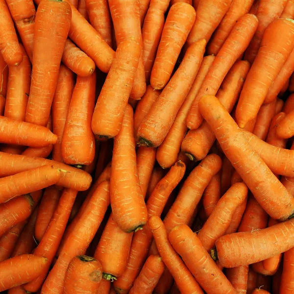 Carota Flakkee 2 Gigante Rossa – 30 Semi – Rara, Alta Germinabilità, Radice Lunga, Sapore Dolce, Produttiva, Non-GMO - Botanis - Vendita semi online di piante rare