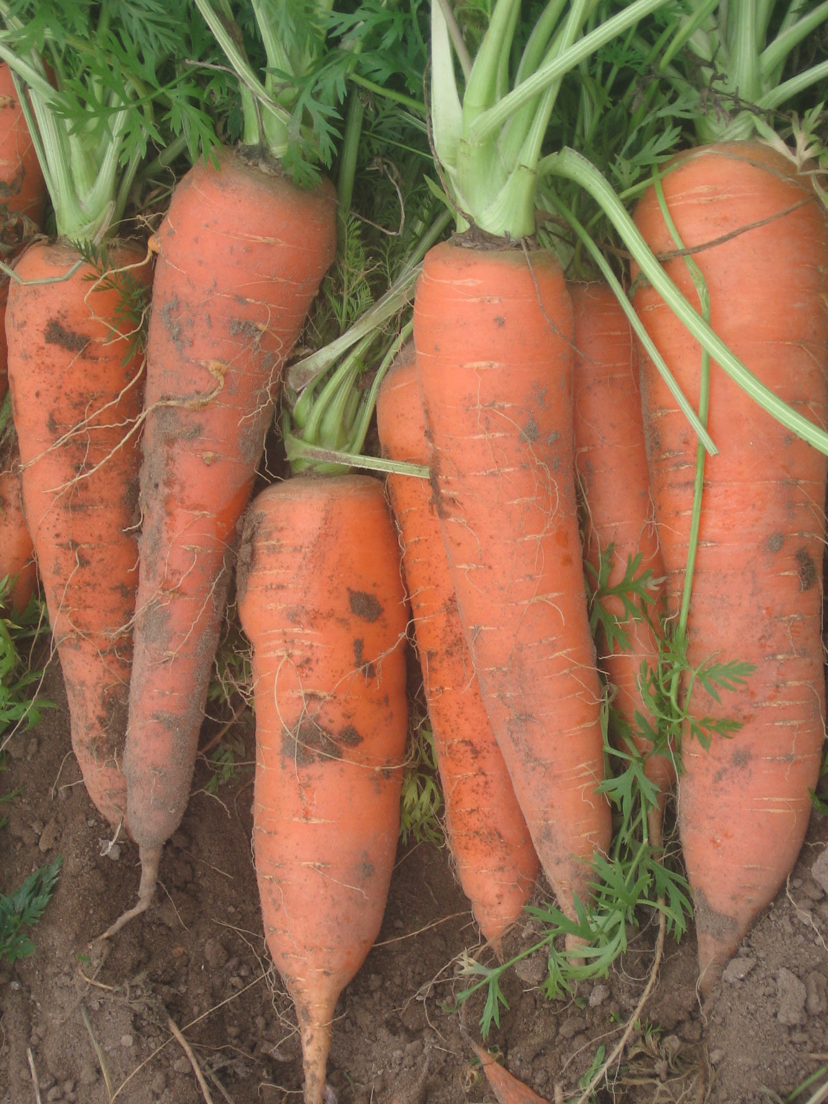 Carota Flakkee – 50 Semi, Radice Grande, Ideale per Succhi, Molto Produttiva, Facile da Coltivare, Alta Germinabilità, Non-GMO
