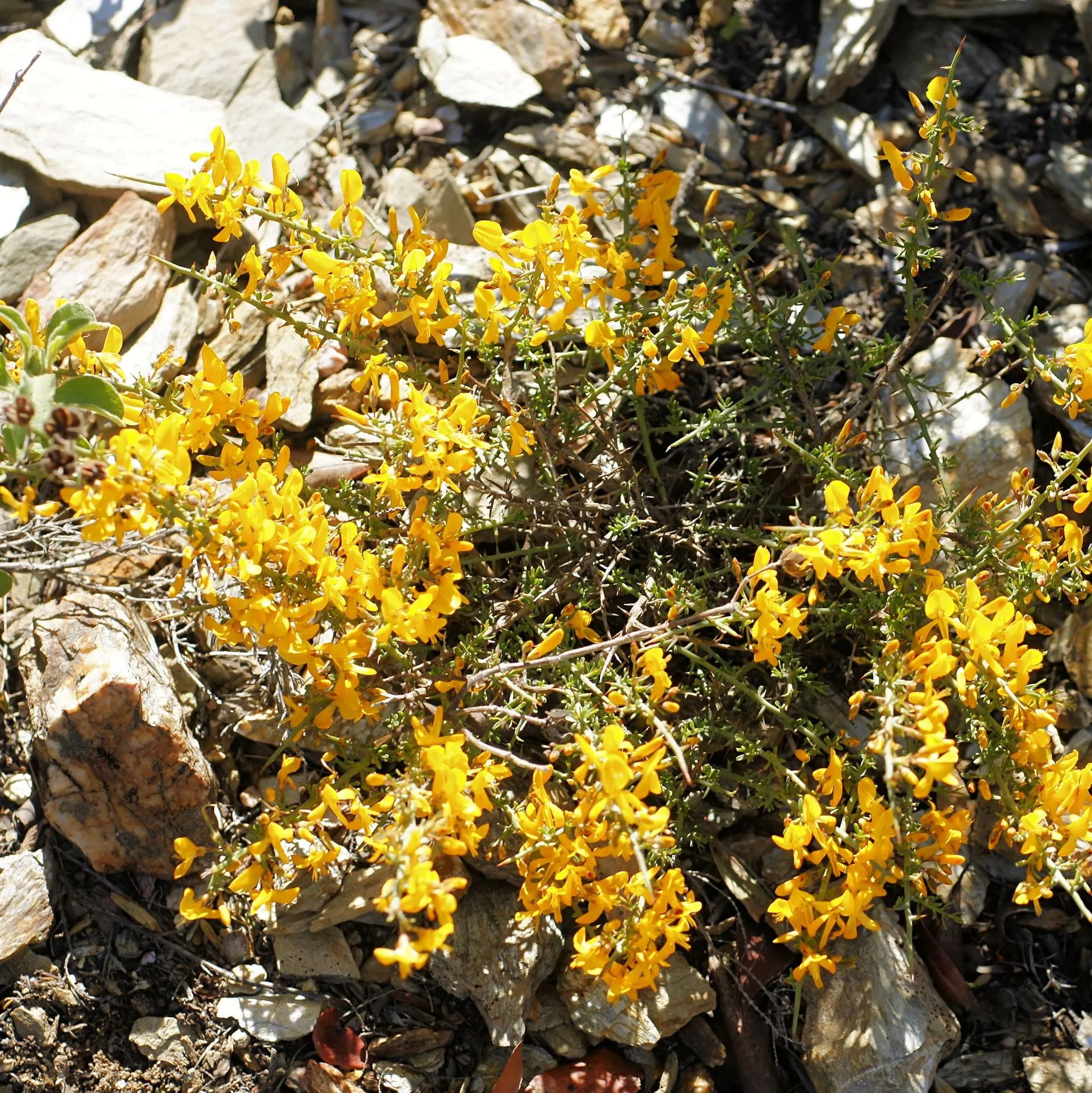 Calycotome Spinosa – 10 Semi, Spinoso, Macchia, Giardino, Facile da Coltivare, Alta Germinabilità, Non-GMO
