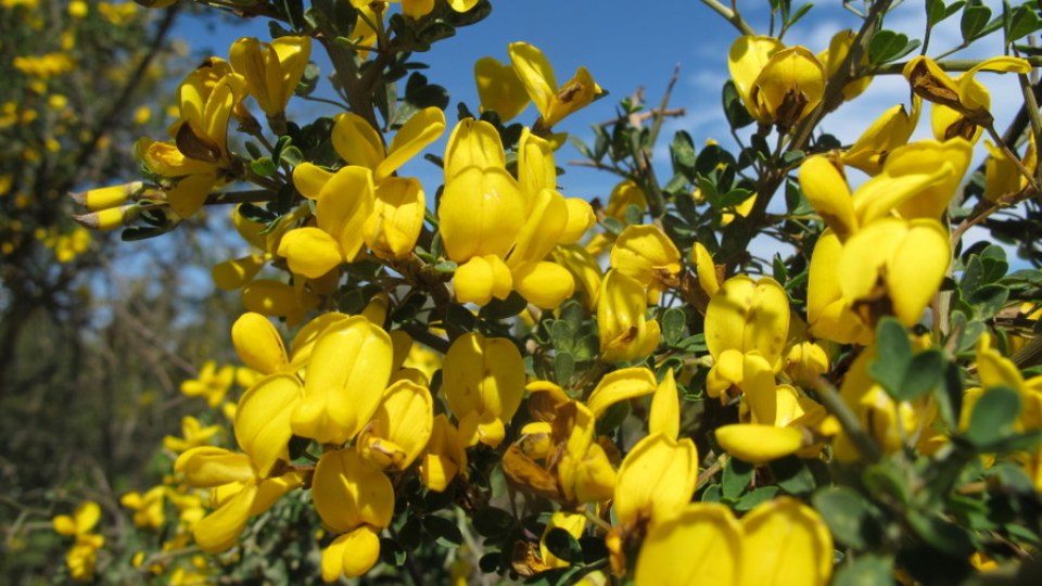 Calycotome Villosa – 10 Semi, Fioritura Gialla, Resistente, Facile da Coltivare, Alta Germinabilità, Non-GMO